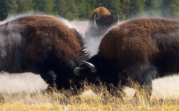 Trận chiến quyết liệt giành con cái của bò rừng Bison