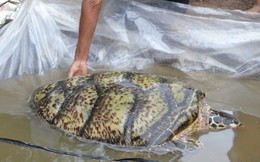 Bắt được rùa biển quý hiếm 34kg trên sông ở miền Tây