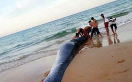 Cá voi dài hơn 5m dạt vào bờ biển Khánh Hòa