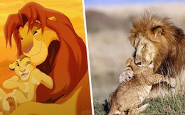 Mufasa và Simba phiên bản đời thật: Khoảnh khắc sư tử con nũng nịu trong vòng tay cha khiến ai xem cũng tan chảy trái tim