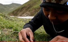 Cận cảnh cuộc săn lùng đông trùng hạ thảo giữa cơn sốt 'lên núi đãi vàng'