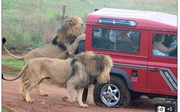 Bạn có thể giáp mặt sư tử gần tới mức khó tin ở Công viên quốc gia Kruger