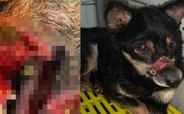 Hành trình sang Mỹ của chú chó hoang ở Huế bị hoại tử mõm