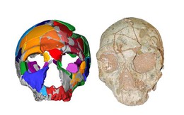 Phát hiện hộp sọ có niên đại cổ xưa nhất ngoài châu Phi