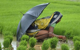 Vì sao hàng loạt nữ nông dân Ấn Độ triệt sản ở độ tuổi 20?