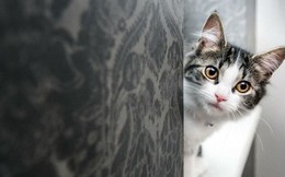 Nghiên cứu chứng minh: Lũ mèo thực sự biết tên mà bạn đặt cho chúng