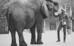 Tyke chú voi nổi loạn: Từ 20 năm bị bức ép đến lần gây tai họa cuối cùng và cái chết bi thảm làm rúng động ngành xiếc thú