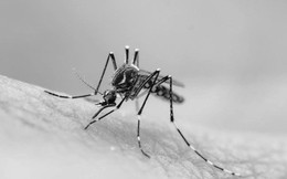Còn nhớ khoa học đã dùng muỗi biến đổi gene để hủy diệt nòi giống của muỗi? Tưởng là giải pháp đột phá, ngờ đâu "hỏng" sạch