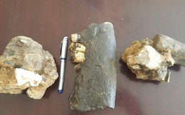 Phát hiện hóa thạch tê giác trong hang động Phong Nha - Kẻ Bàng