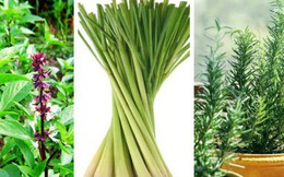 Mách bạn 10 loại cây cảnh trồng quanh nhà có khả năng xua đuổi kiến ba khoang hiệu quả