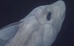 Video: Hình ảnh hiếm có đầy ấn tượng về “cá mập ma” dưới đại dương