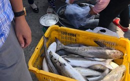 Gần 35 tấn cá lồng bè tại Kiên Giang chết chưa rõ nguyên nhân
