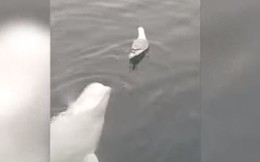 Cảnh tượng đáng yêu: Chú cá voi trắng “đùa dai” trêu chọc chim mòng biển