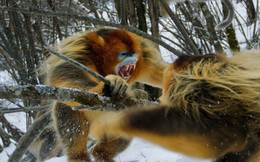 Trận chiến quyết liệt để tranh giành thức ăn của khỉ tuyết