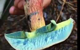 Video: Kinh ngạc với tốc độ oxy hóa trong chớp mắt của loài nấm lạ