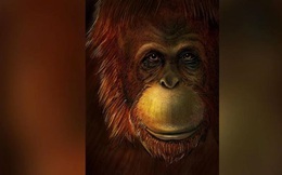 Hóa thạch tiết lộ ‘King Kong’ có họ hàng với đười ươi