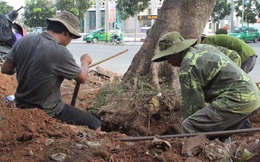 Vì sao hàng loạt cây xanh trên đường phố Đông Hà bị đốn hạ?