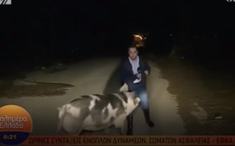Phóng viên thời sự Hy Lạp bị chú lợn 'đầu gấu' tấn công khi đang truyền hình trực tiếp