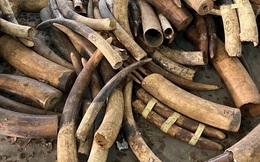 Cận cảnh 2 tấn ngà voi, vảy tê tê châu Phi ngụy trang trong hộp gỗ