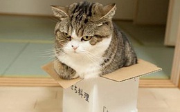 Khoa học giải thích: Tại sao lũ mèo thích hộp?