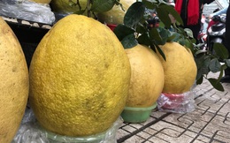 Bưởi "siêu to khổng lồ" để vài tháng không hỏng, dân Hà Thành đua nhau mua bày Tết