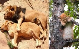 'Hết Tết rồi! Dậy đi làm thôi!': Loạt ảnh động vật ngủ nướng cute hết mức khiến ai cũng phải phì cười vì như nhìn thấy chính mình