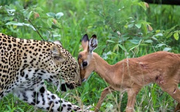 24h qua ảnh: Báo đốm chơi đùa với con mồi trước khi ăn thịt