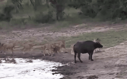 Video: Màn tẩu thoát ngoạn mục của trâu rừng khỏi 11 con sư tử đói
