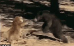 Video: Tức nước vỡ bờ, gấu đen nổi giận dạy cho báo sư tử bài học nhớ đời