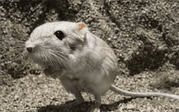 1001 thắc mắc: Kỳ lạ loài chuột nào không cần uống nước?
