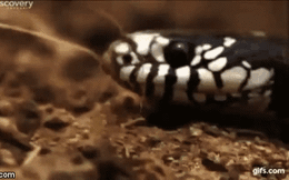 Thế giới động vật: “Gậy ông đập lưng ông”, rắn đuôi chuông chết thảm dưới hàm rắn nhà