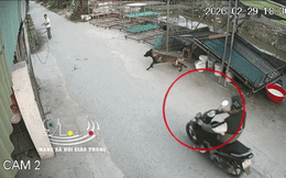 CLIP: Nam thanh niên gặp họa vì con chó và cú ngã kinh hoàng của người đàn ông đứng gần