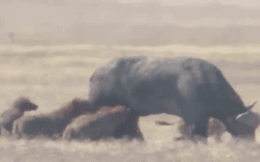 Video: Đánh đuổi chó rừng, linh dương đầu bò lầm lỡ húc văng con non