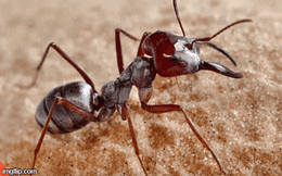 Kiến điên Tawny sống ở đâu, loài kiến nào hung tợn nhất hành tinh?