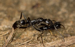 Loài kiến nào được đặt tên 'chiến binh' có thể chữa vết thương cho đồng loại?