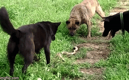Video: Rắn hổ mang xấu số bị chó nhà bao vây tứ phía, cắn xé liên hồi