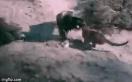 Video: Đại bàng săn mồi trong lãnh thổ của sư tử núi, cuối cùng nhận kết cục thảm thương