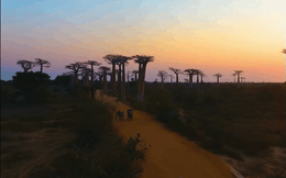 Video: Khám phá đại lộ cây mọc ngược hùng vĩ tại Madagascar
