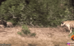 Video: Linh dương đánh lừa cả báo lẫn linh cẩu, tẩu thoát ngoạn mục