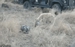 Video: 3 con linh cẩu rủ nhau đi cướp mồi của trăn đá