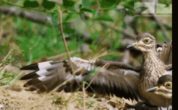 Video: Chim dikkop đánh đuổi kỳ đà bảo vệ ổ trứng cho cá sấu