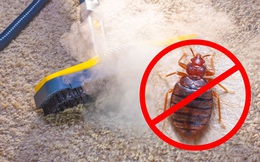 9 cách loại bỏ  lũ côn trùng khó chịu bằng cách tận dụng các sản phẩm tự nhiên có trong nhà
