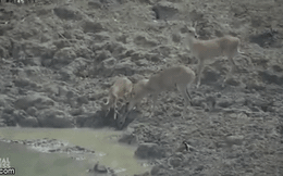 Video: Trăn khổng lồ phi thân khỏi dòng nước đục, kéo linh dương xuống đầm lầy