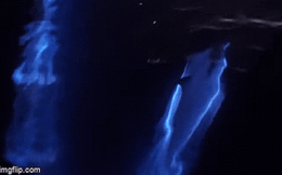 Video: "Thủy quái" phát sáng trên biển California thách thức giới khoa học sinh vật biển