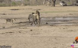 Video: Sư tử đực cố hết sức mới vật ngã được voi con