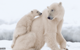 1001 thắc mắc: Bí mật gì sau bộ lông của gấu Bắc Cực?