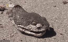 Video: Rùng mình nhìn rắn đuôi chuông như biến thành zombie khi bị đứt lìa đầu