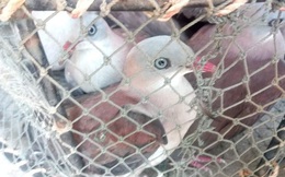Thả hàng chục cá thể chim Gầm Ghì lưng nâu săn bẫy trái phép về môi trường tự nhiên