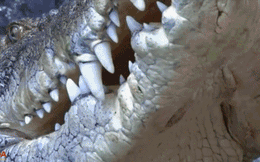 Cá sấu "phi thân" ngoạn mục để bắt dơi đang treo ngược mình trên cành cao