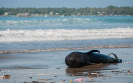 24h qua ảnh: Xác cá voi chết dạt vào bãi biển ở Indonesia